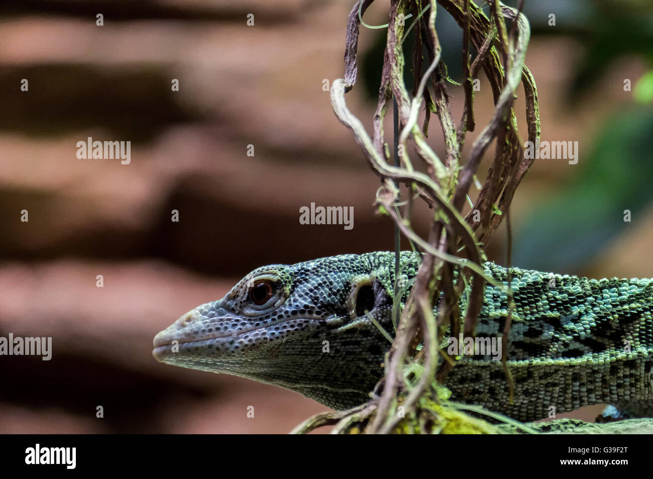 Meerald Tree Monitor Emerald tree monitor varanus prasinus hi-res stock photography and ...