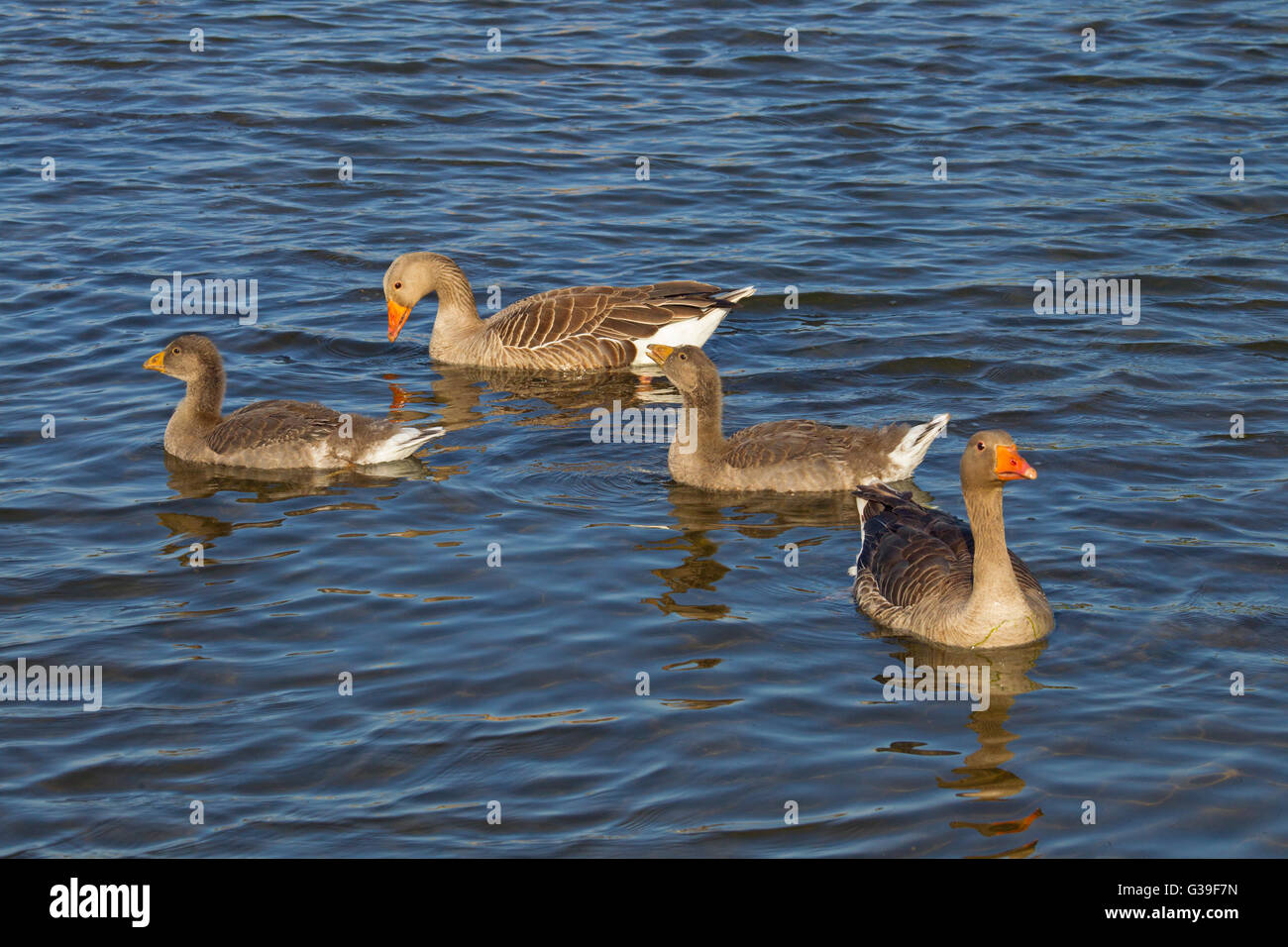 Greylag Goose Anser anser male female & Brood of about two weeks Stock Photo
