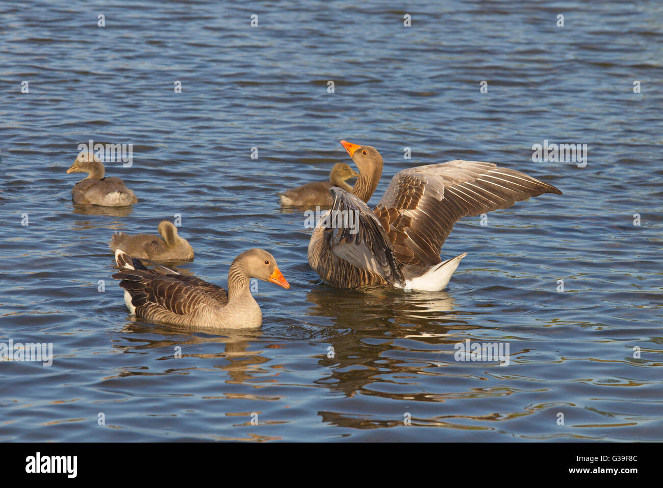 Greylag Goose Anser anser male female & Brood of about two weeks Stock Photo