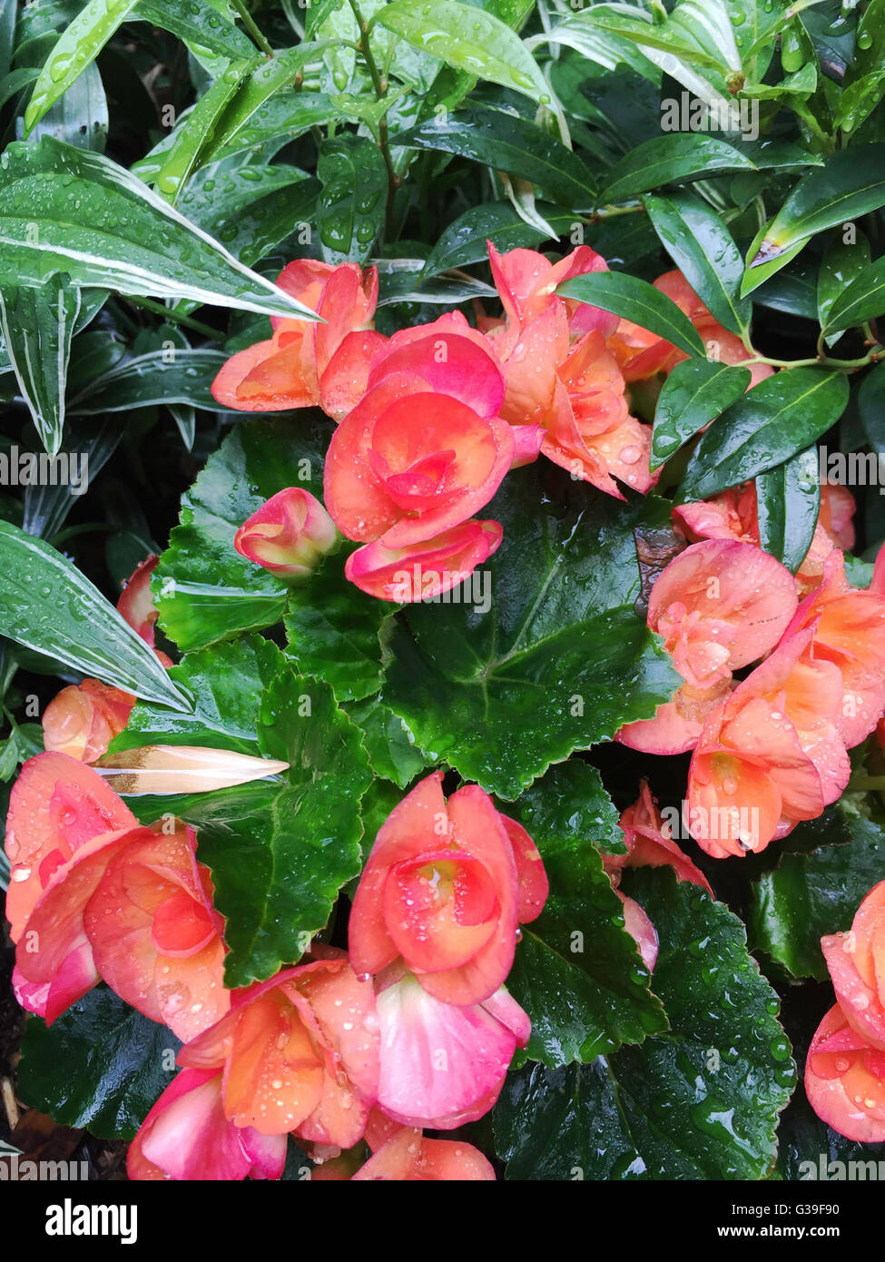 Begonias in Rain Stock Photo