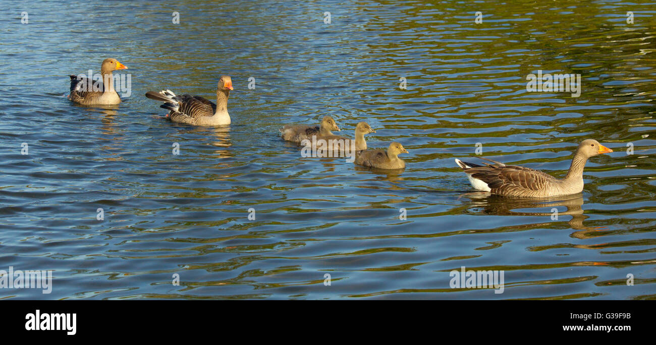 Greylag Goose Anser anser male female & Brood of about two weeks Stock Photo