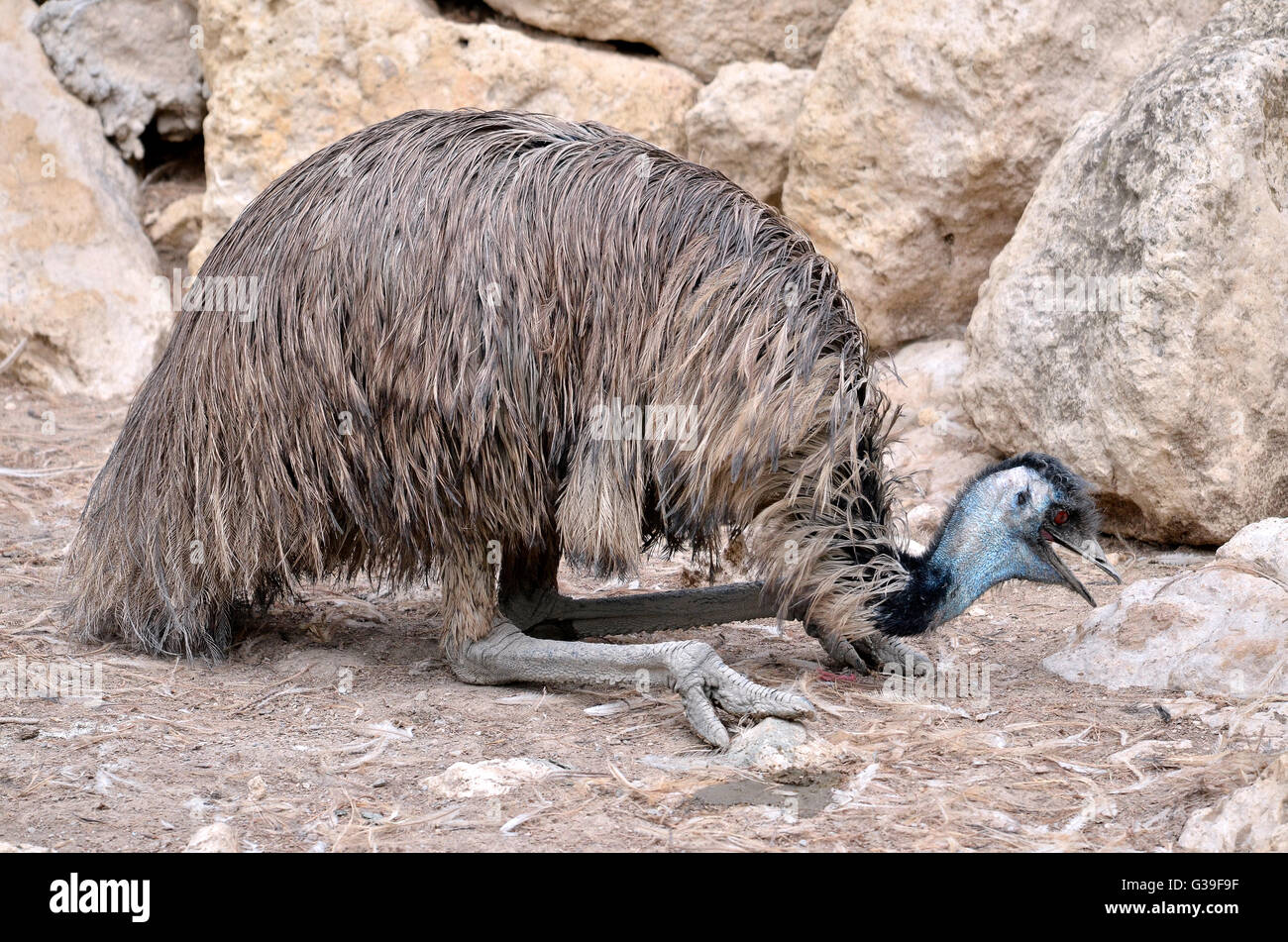 Emu (Dromaius novaehollandiae) lying on the ground in front of the rocks seen from profile Stock Photo