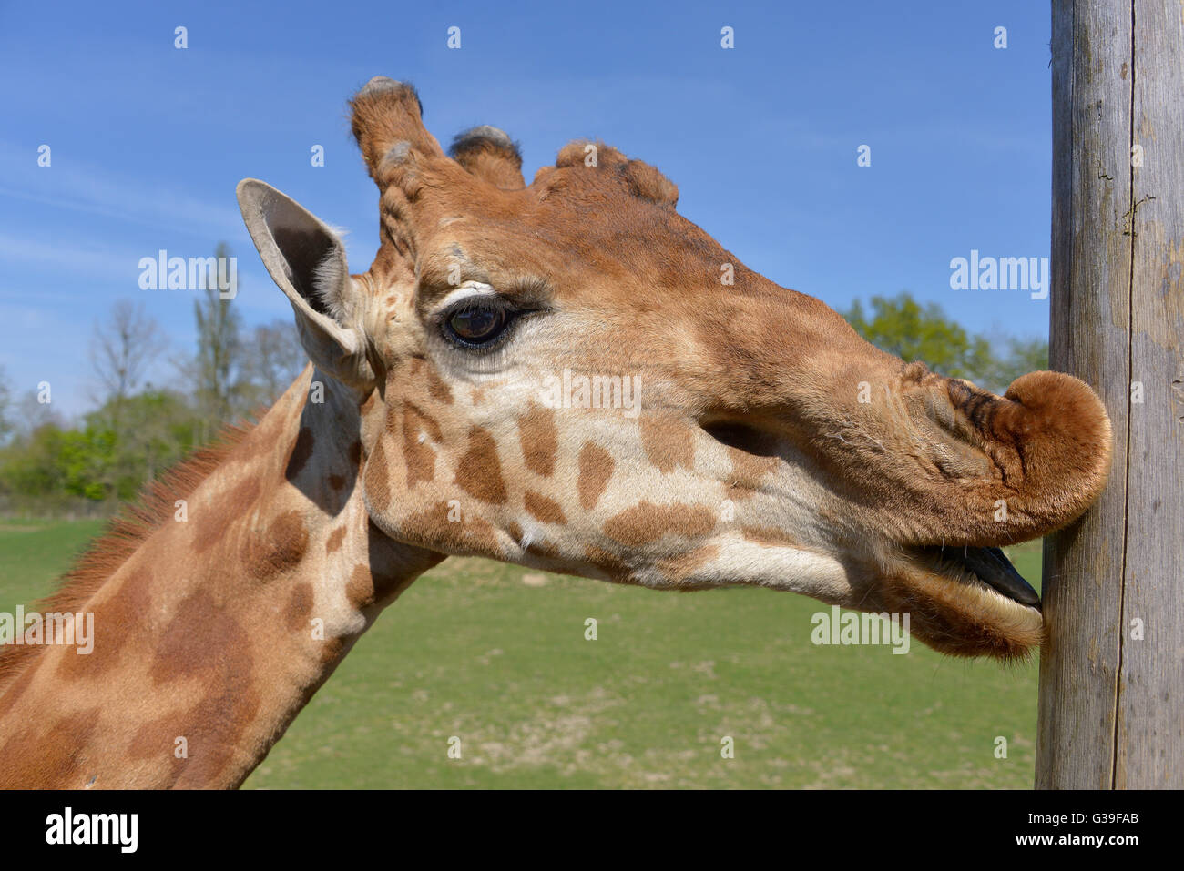 Portrait of giraffe (Giraffa camelopardalis) licking wood post Stock Photo