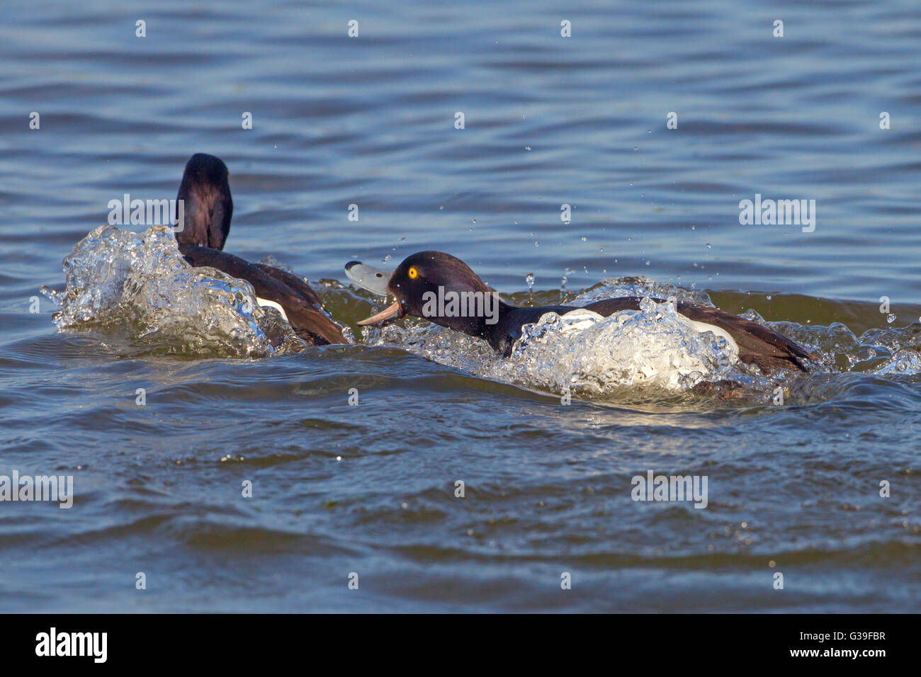 Tufted Ducks Aythya fuligula males fighting over territory Stock Photo