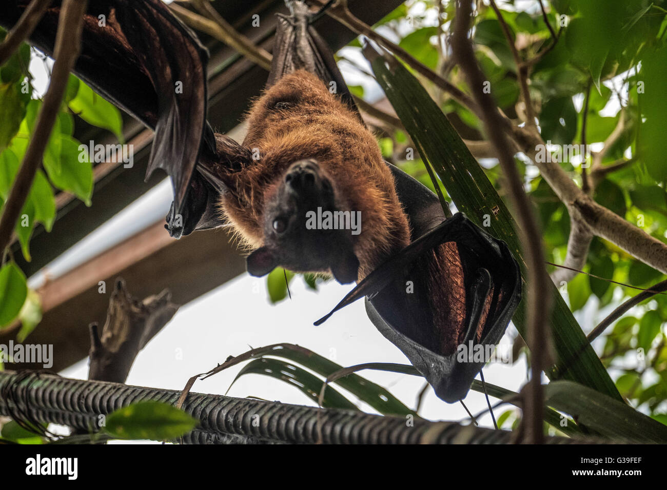 Flying Fox Bat (Pteropus) Asleep at the Bioparc in Fuengirola Stock Photo