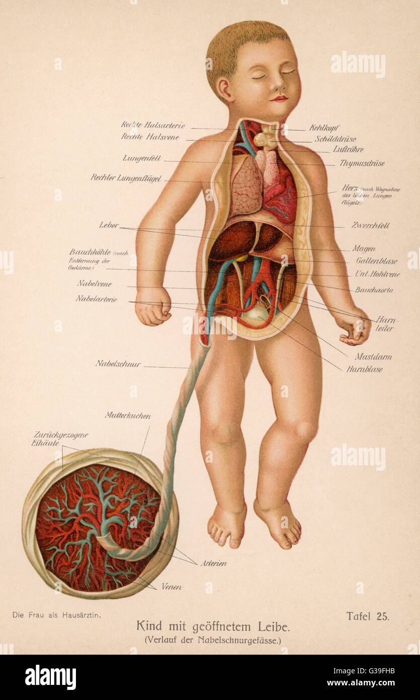 A cross section of a child and  its umbilical cord.         Date: 1905 Stock Photo