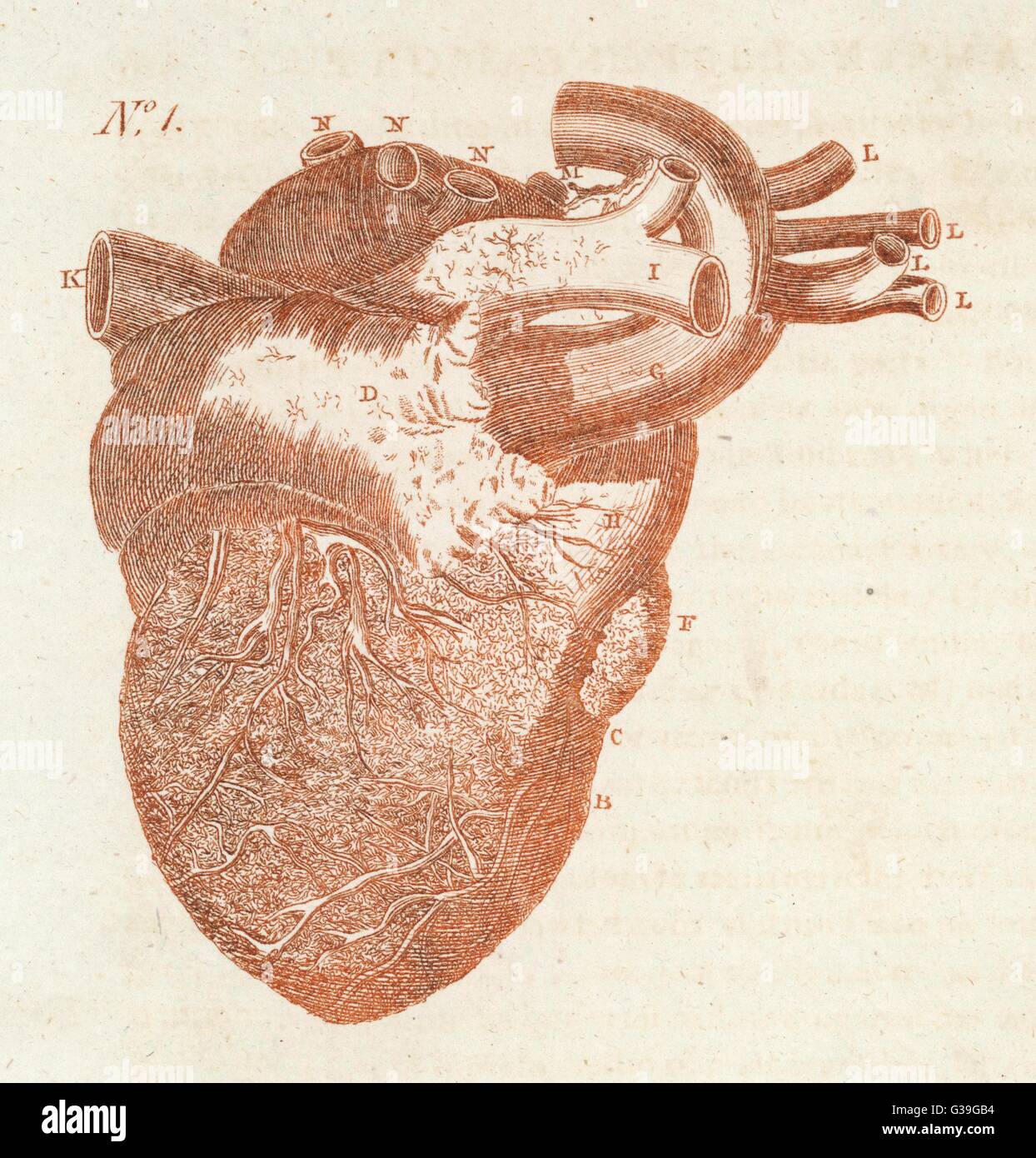 Diagram Of A Human Heart Date 1794 Stock Photo Alamy