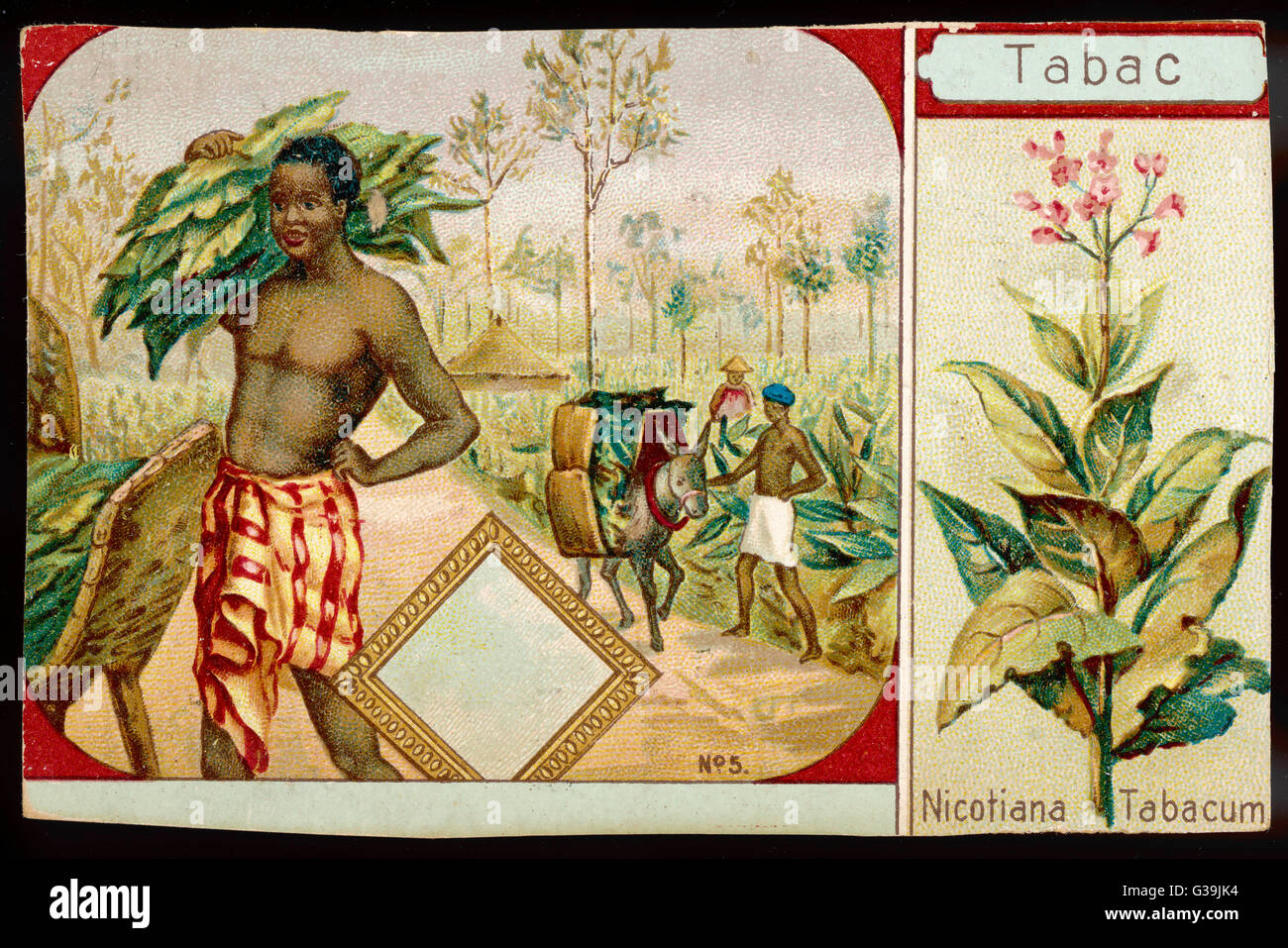eating tobacco leaves Commonly used smokeless tobacco chewing forms. a) betel leaf, betel