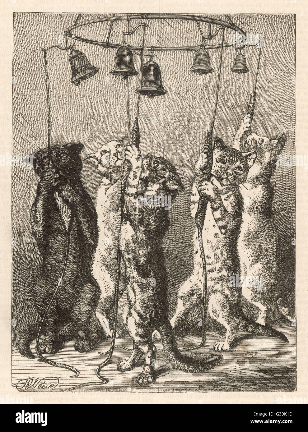 These five cats have been  taught - entirely by kindness  - to ring bells in sequence, though whether they themselves  enjoy the sound they make is  open to question     Date: 1875 Stock Photo