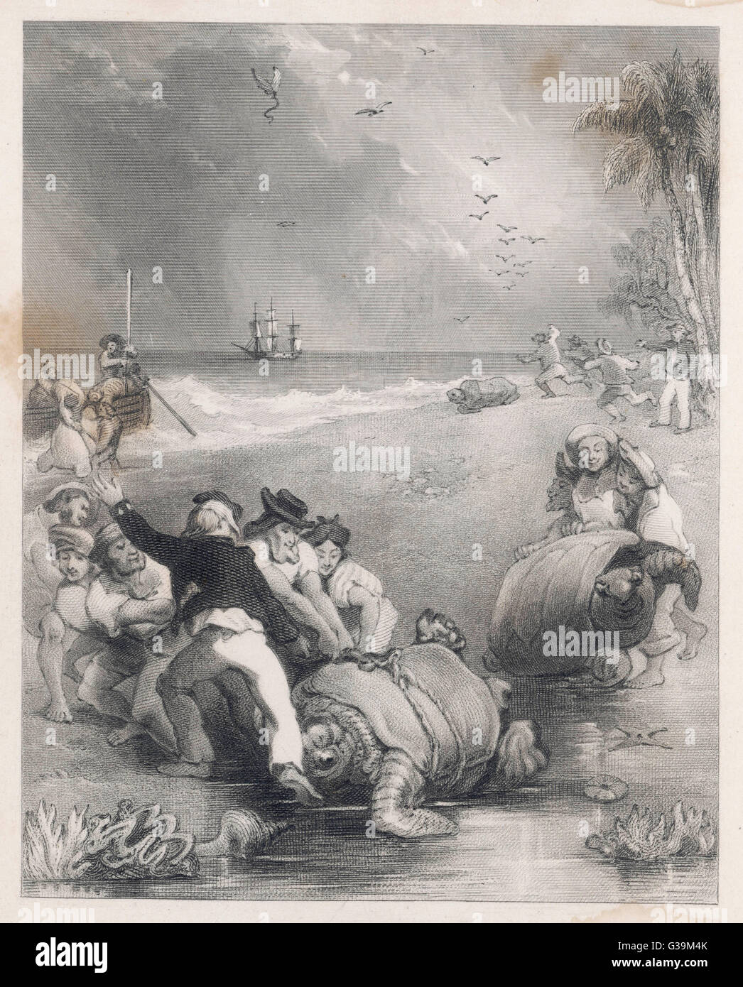 Reptiles - Turtles - Hunting Stock Photo