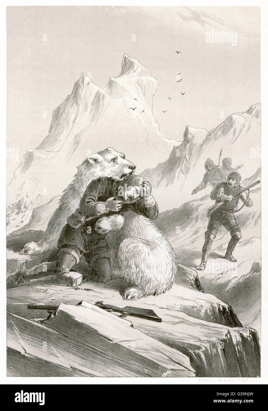 During Koldewey's expedition  in the 'Germania', one of his  crew members, Dr Borgen, is  carried off by a polar bear,  but he is later rescued.     Date: 1870 Stock Photo