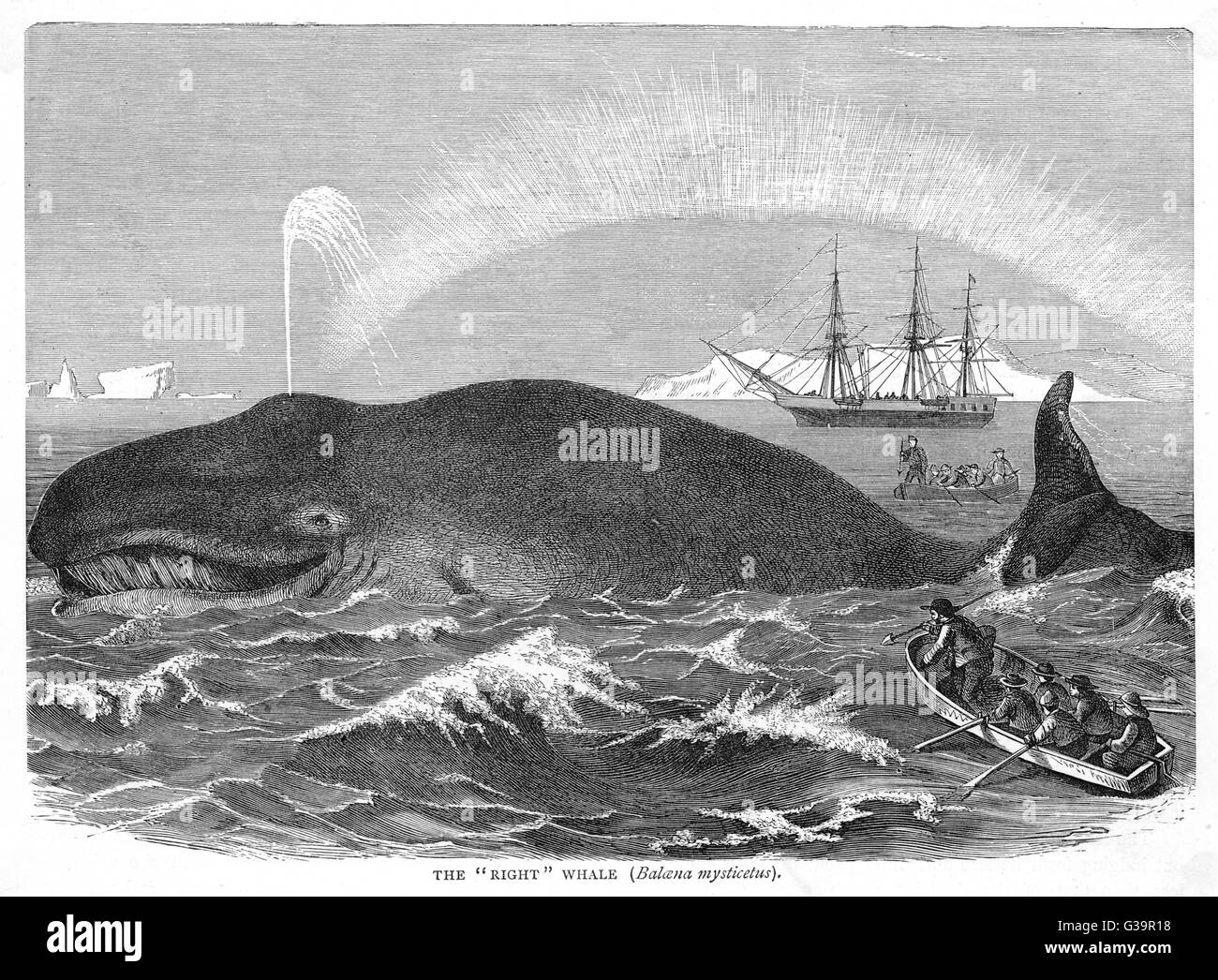 Whaling ship 19th century hi-res stock photography and images - Alamy