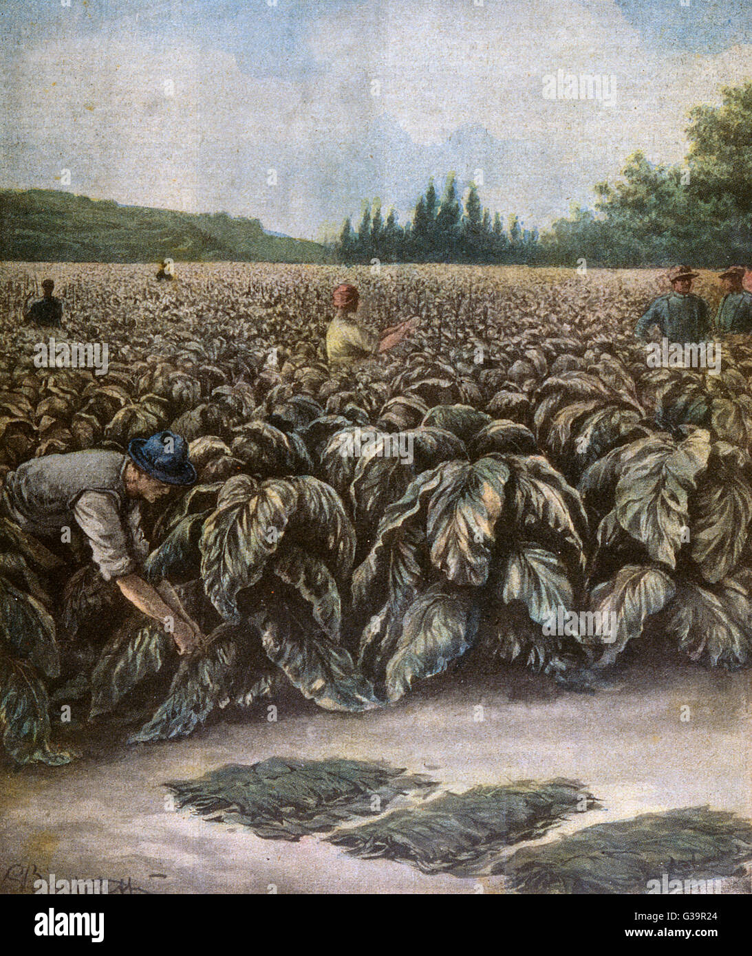 Italy : clipping and de- leafing the tobacco plants         Date: 1929 Stock Photo