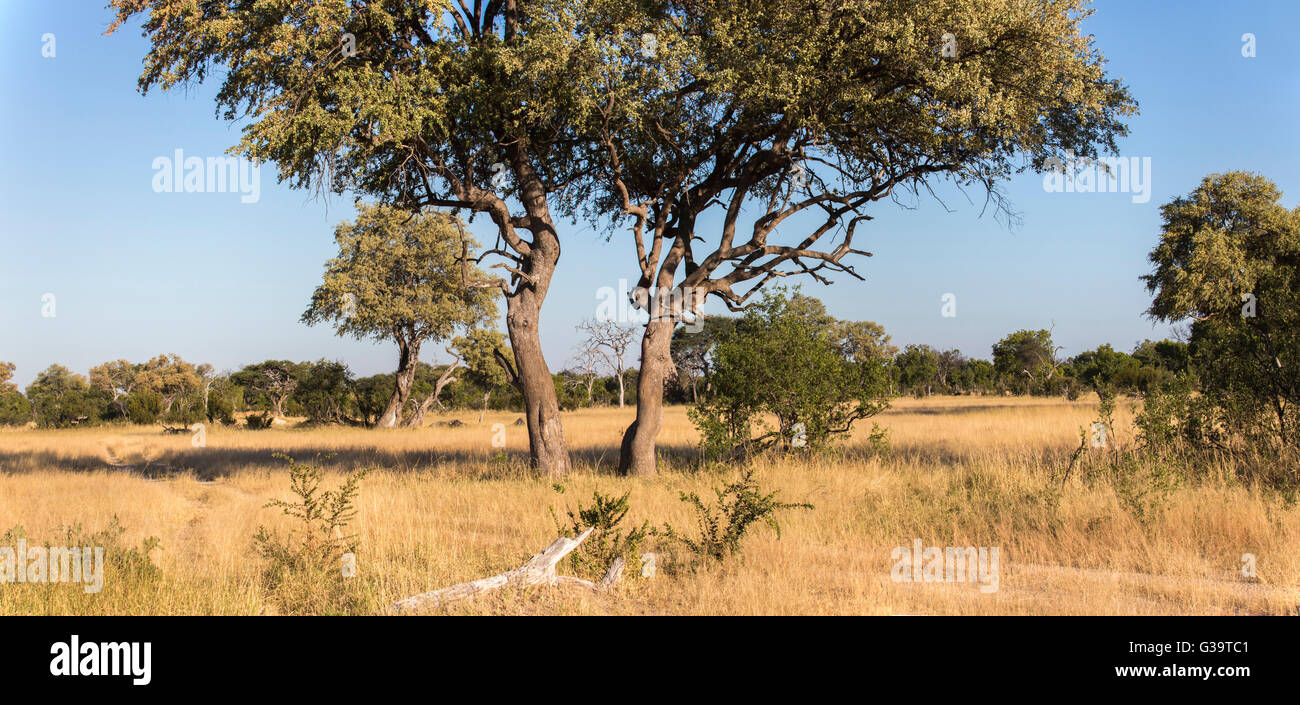 Savanna landscape with two leadwood trees (Combretum imberbe) in the foreground Stock Photo