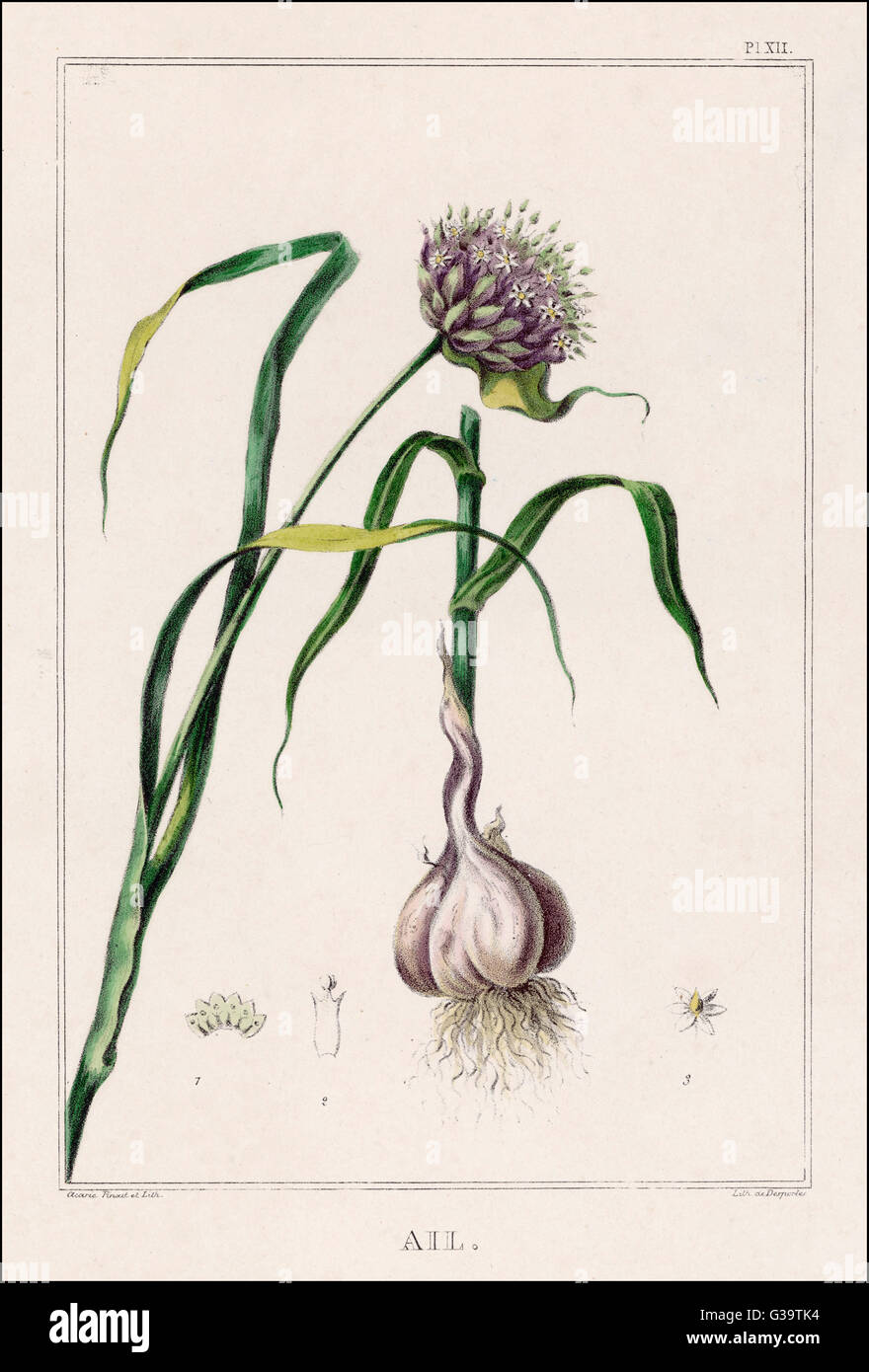 Garlic Plant Including Bulb Stock Photo Alamy