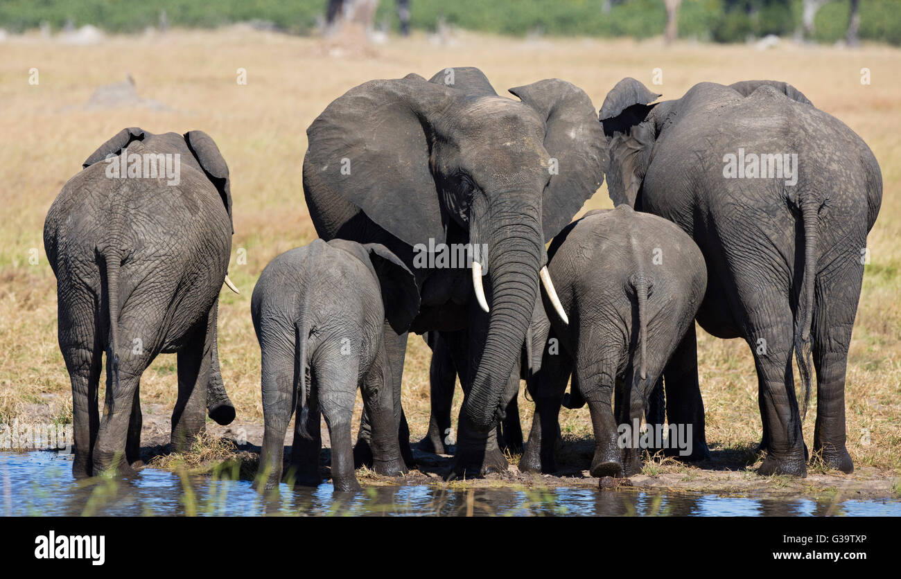 Humorous view of five elephants (Loxodonta africana) four facing away from the camera and one facing towards the camera Stock Photo