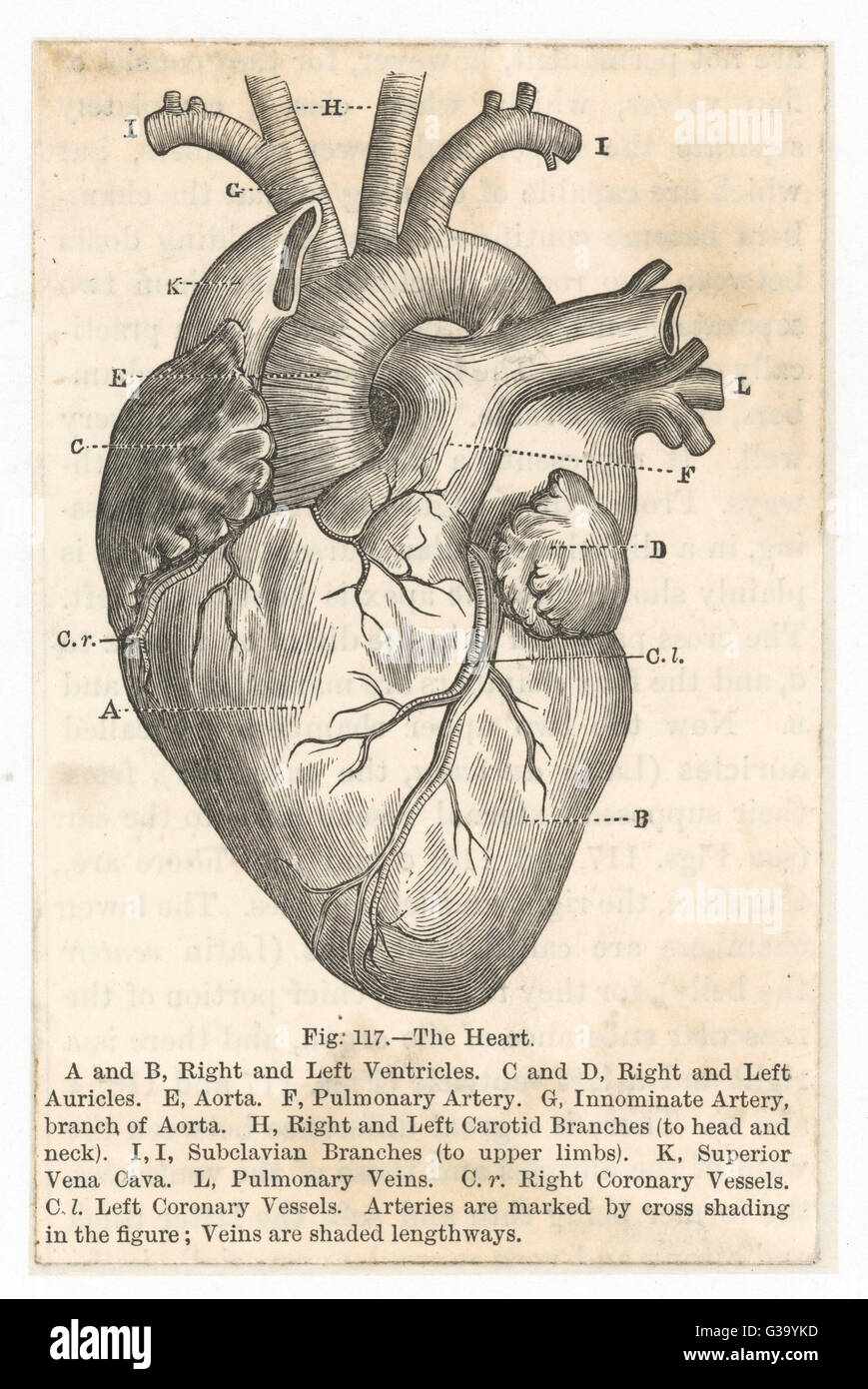 Diagram illustration of the human heart Stock Photo