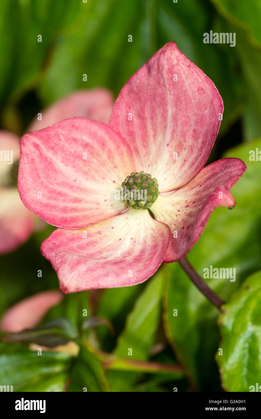 Single June flower of the flowering dogwood, Cornus kousa 'Miss Satomi' Stock Photo