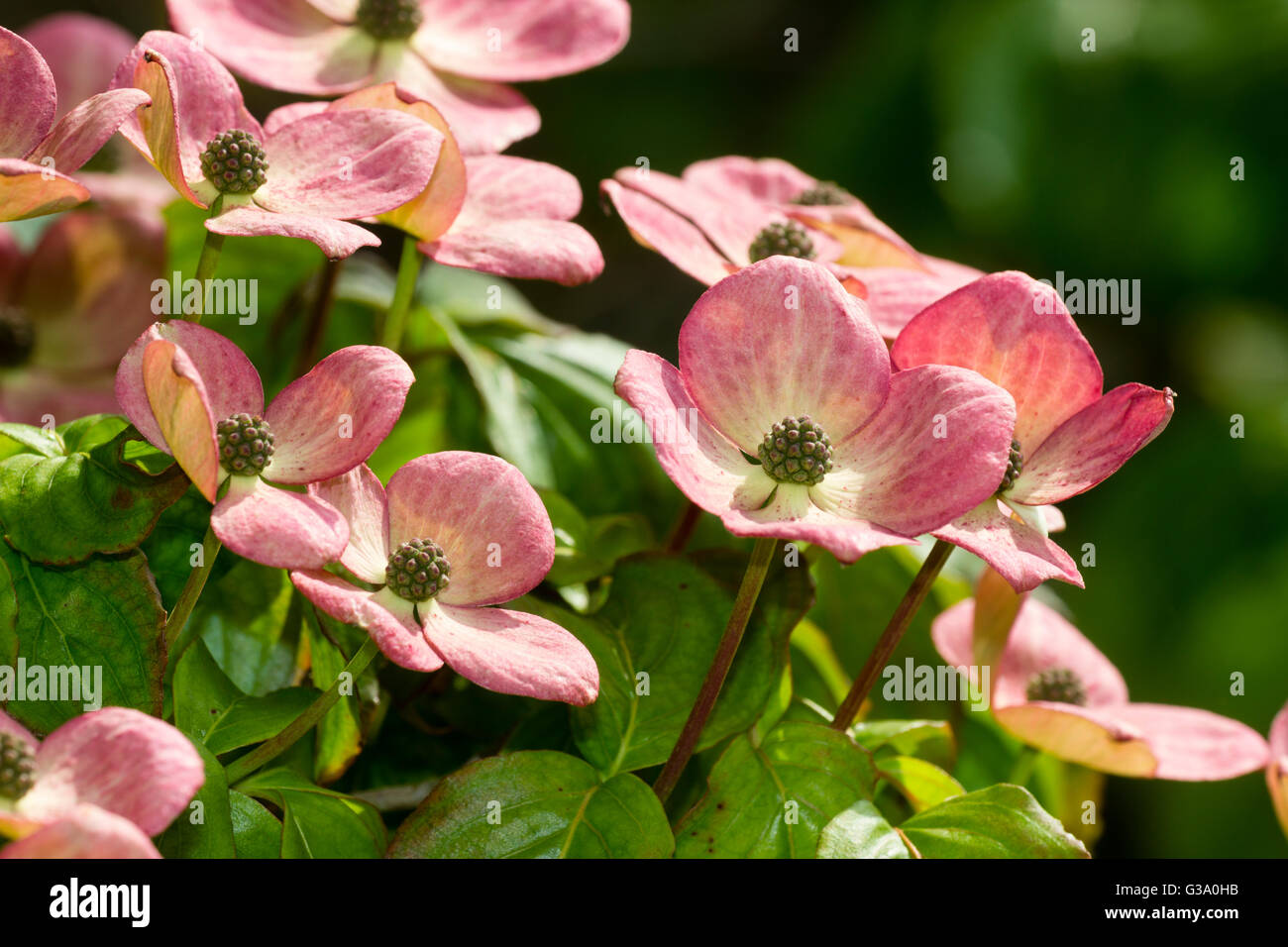 June flowers of the flowering dogwood, Cornus kousa 'Miss Satomi' Stock Photo