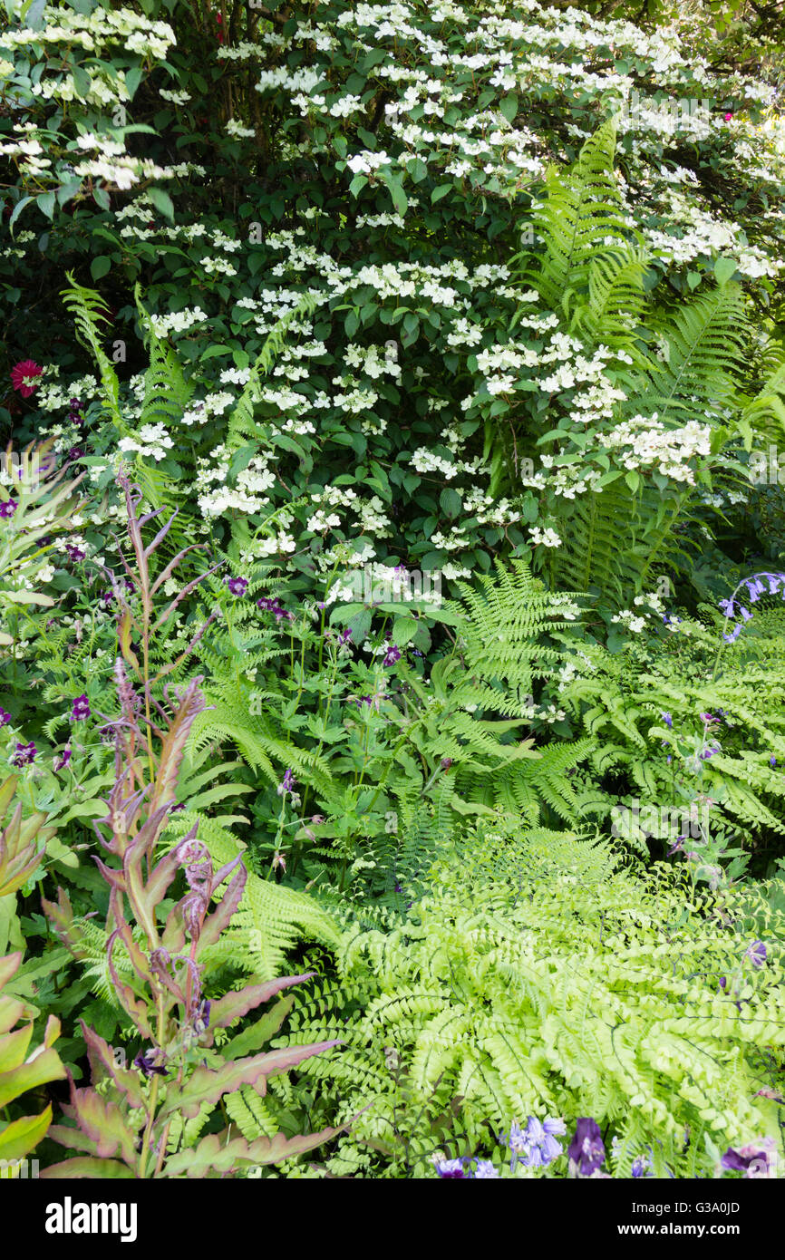 Ferns, geranium phaeum and others mix in a shady border beneath a large Viburnum plicatum var. tomentosum shrub Stock Photo