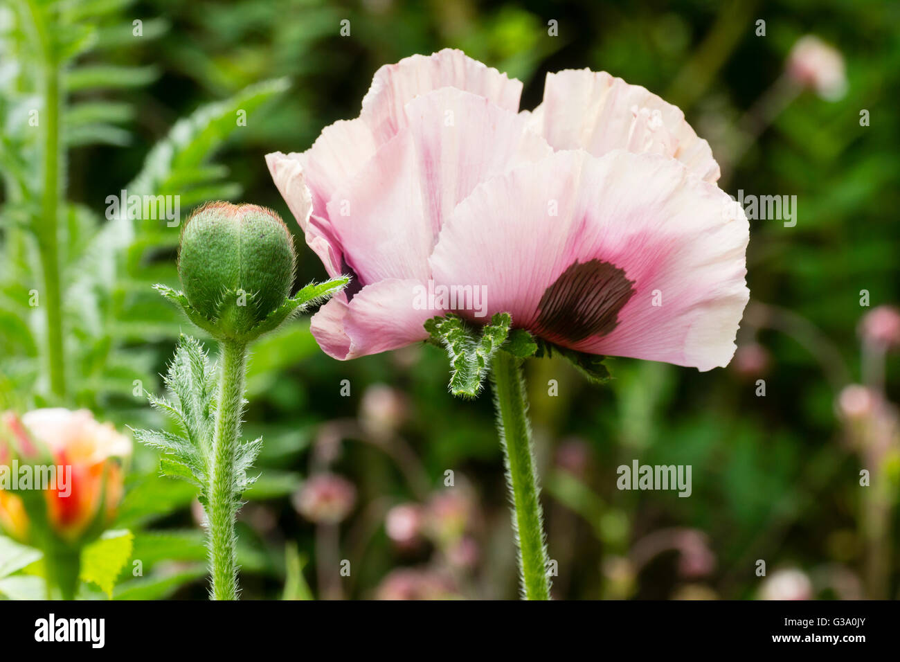 Flower and bud of the pale form of the oriental poppy, Papaver orientale 'Bolero' Stock Photo