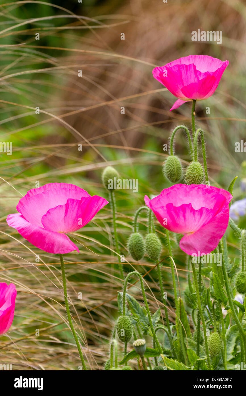 Shirley poppy seedling hires stock photography and images Alamy