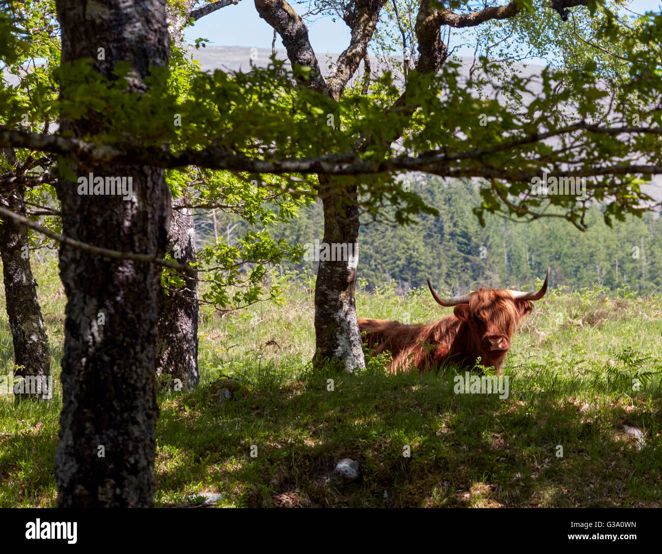 Highland Cow. Ardechvie, Argyllshire, Scotland. Stock Photo