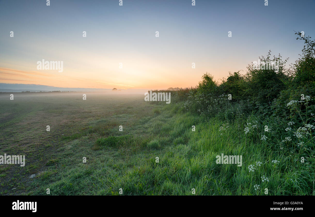 Misty fields at sunrise on the Somerset levels Stock Photo