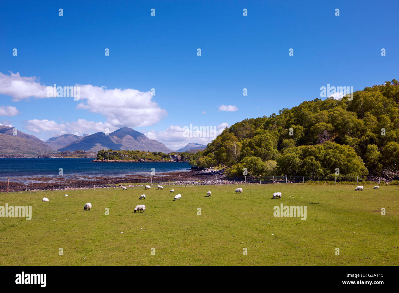 Sheep in field by Loch Shieldaig. Applecross Peninsula, Ross and Cromarty, Scotland. Stock Photo