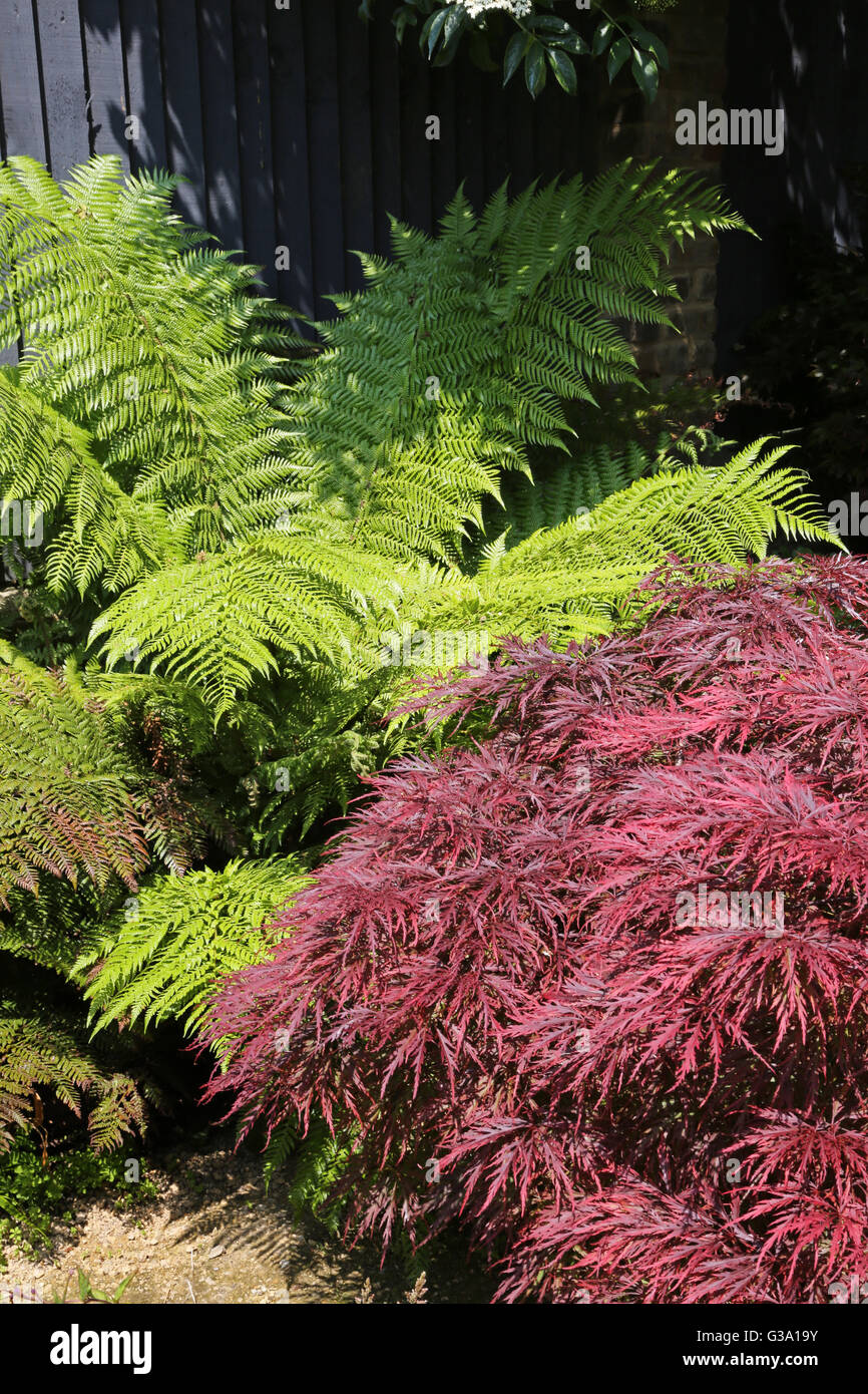 Corner of a secluded London back garden featuring large fern and red maple bush Stock Photo