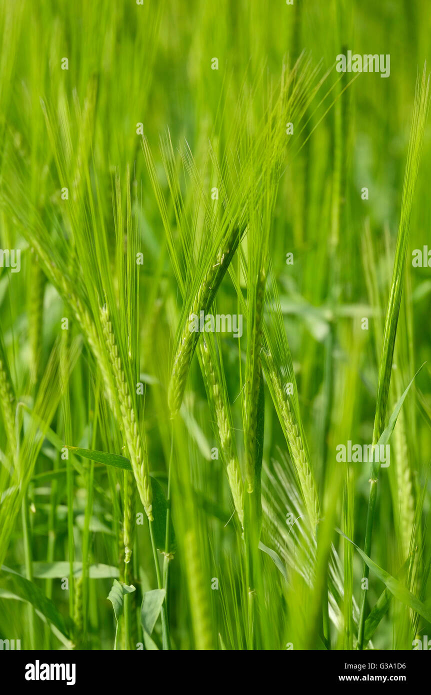 Crops growing low angle hires stock photography and images Alamy