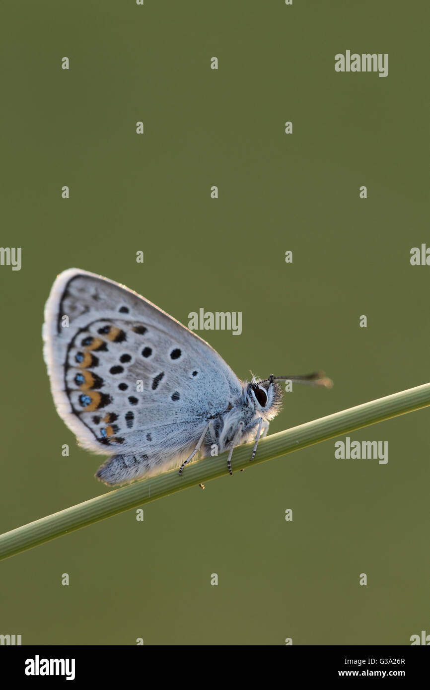 Silver Studded Blue Butterfly; Plebejus argus; Male; on stem; green background; Cornwall; UK Stock Photo