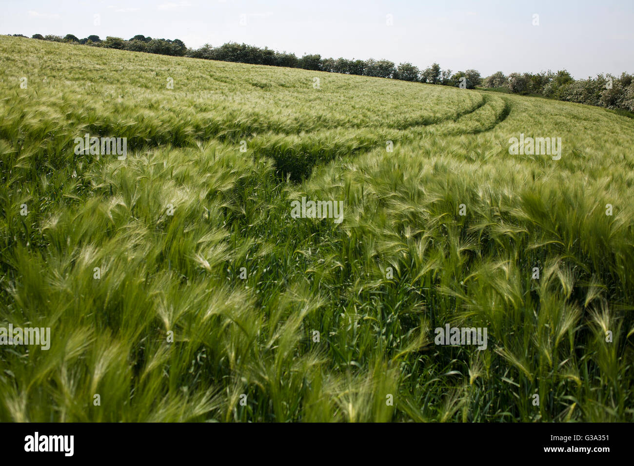 A field of corn. Stock Photo