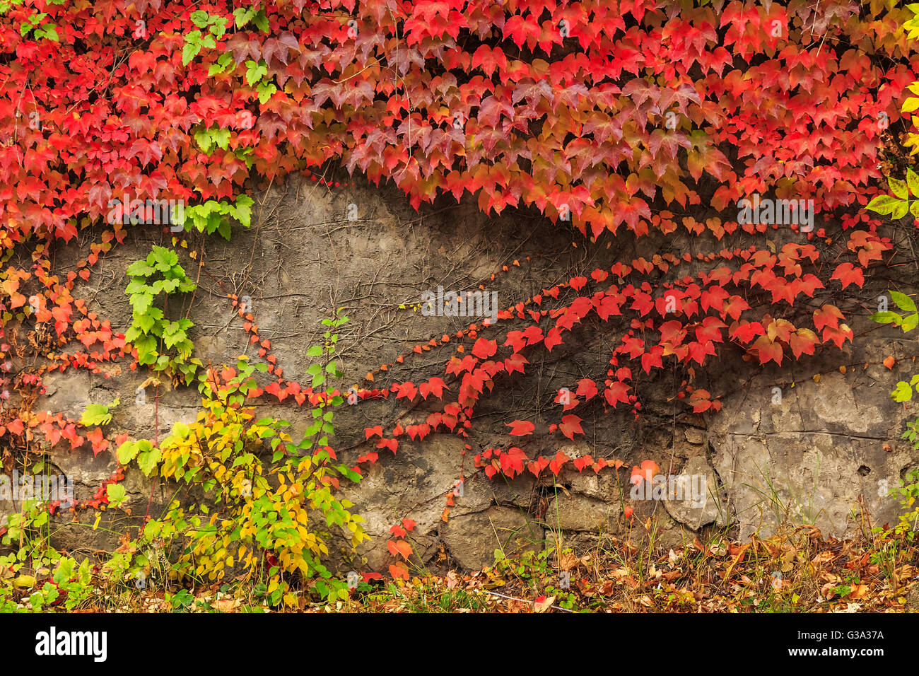climbing plant with red leaves in autumn on the old stone wall Stock Photo  - Alamy