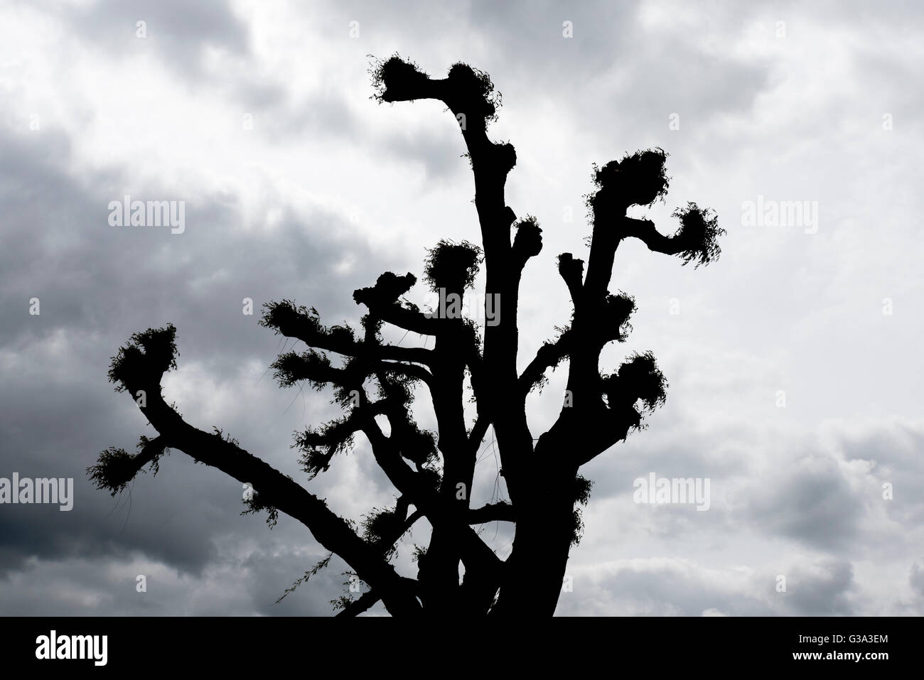 Silhouette of pollarded tree against stormy sky Ely Cambridgeshire England UK Stock Photo