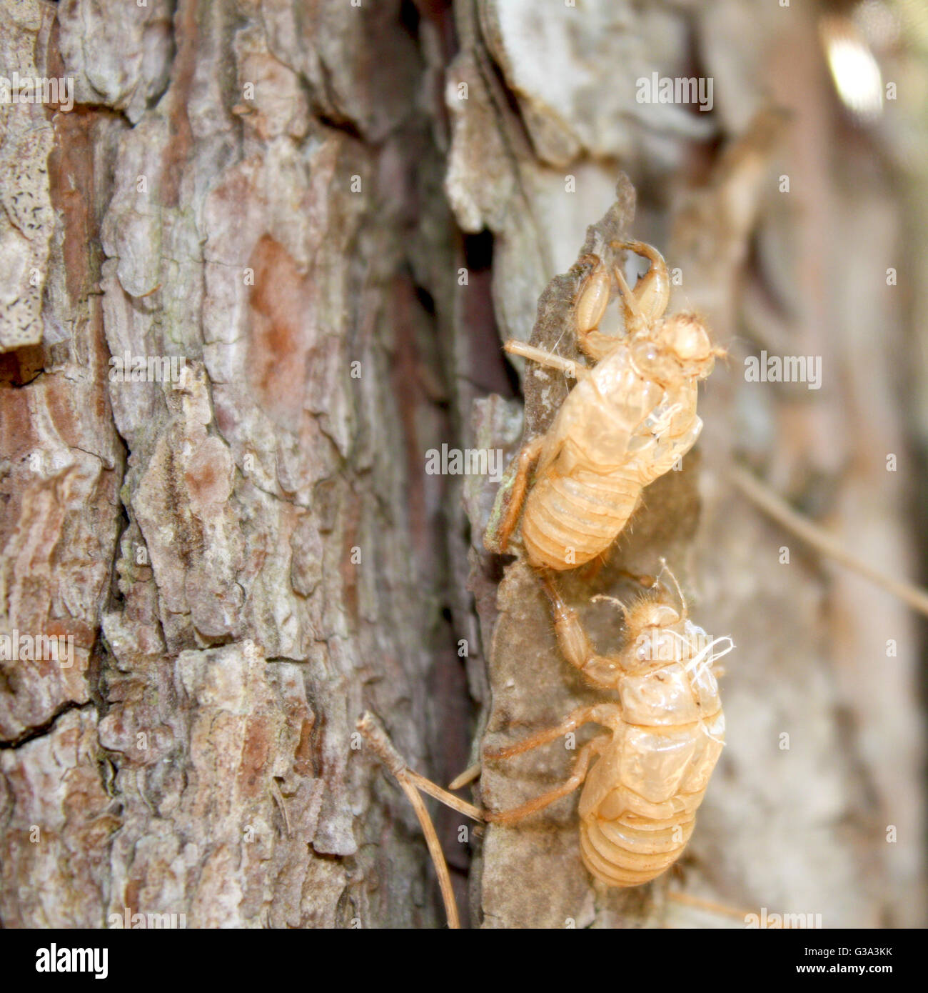 Balm-Cricket's exuvia on a tree trunk Stock Photo