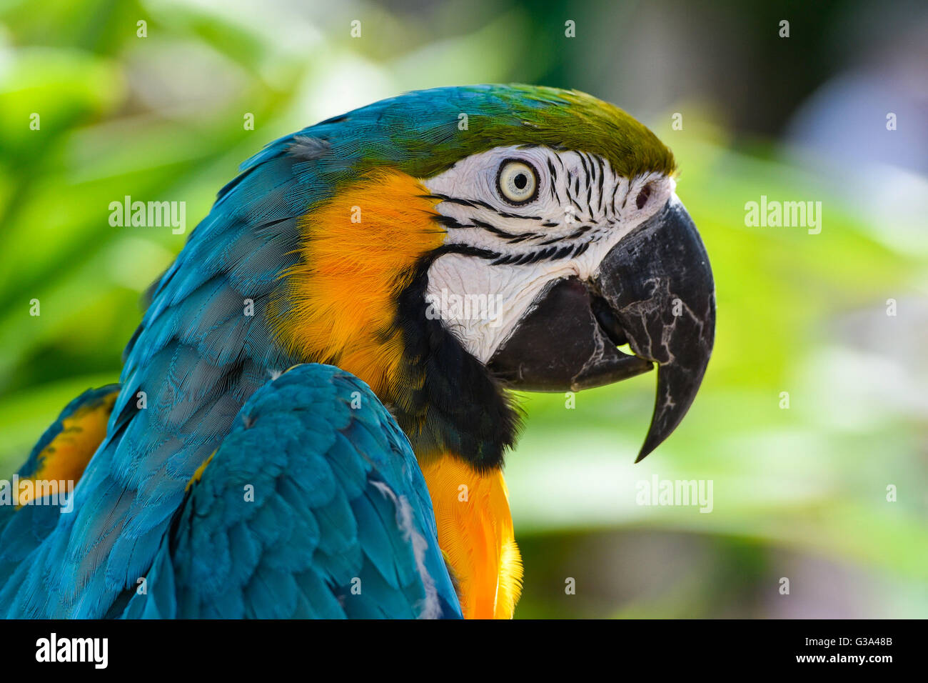 Macaw parrot portrait Stock Photo