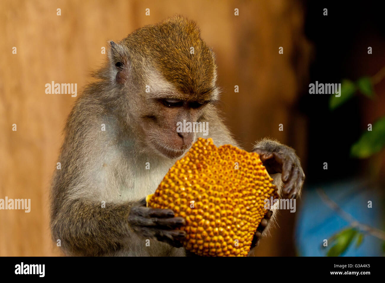 Wildlife monkey eating jack fruit, Brunei Stock Photo