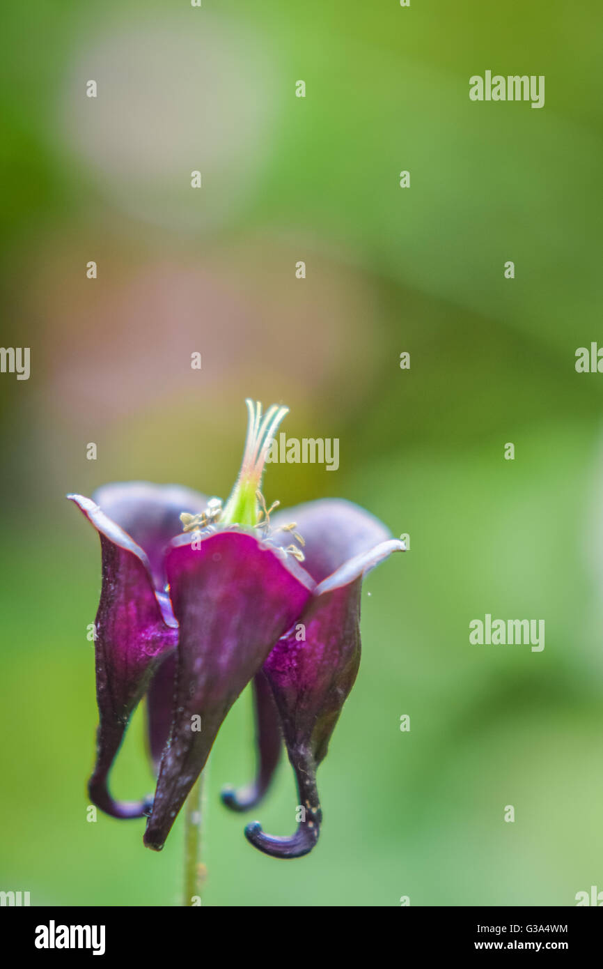 dark purple columbine flower Stock Photo