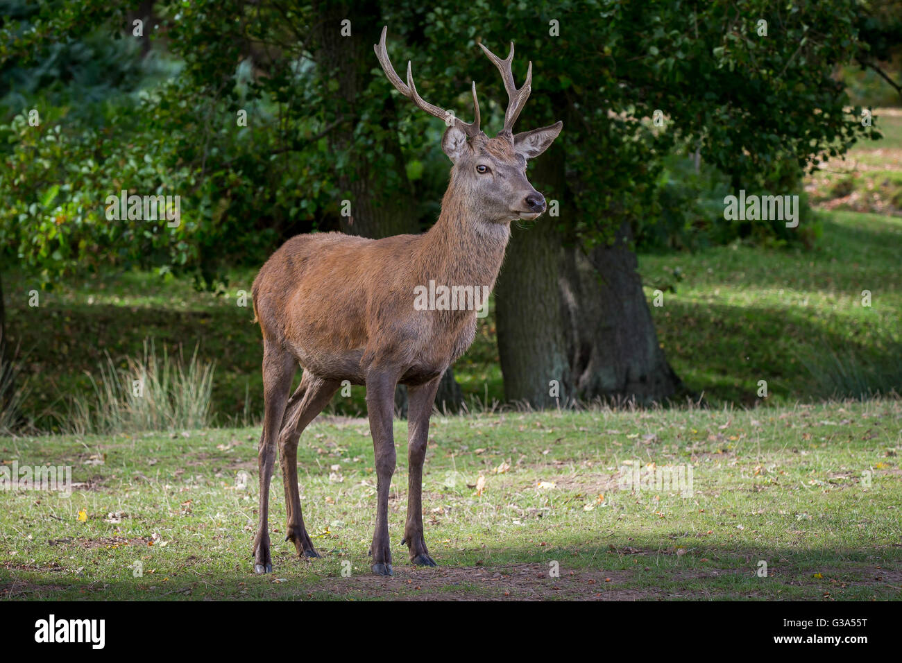 Red Deer Stag Located In Bradgate Park in The UK Stock Photo