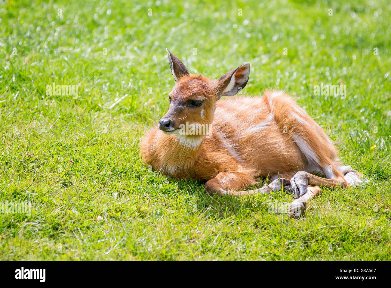 Eastern Bongos Calf deer like hooved mamal pictured on grass Stock Photo