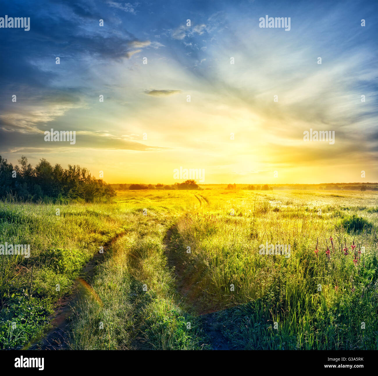 Road in field with thick grass at sunset Stock Photo - Alamy