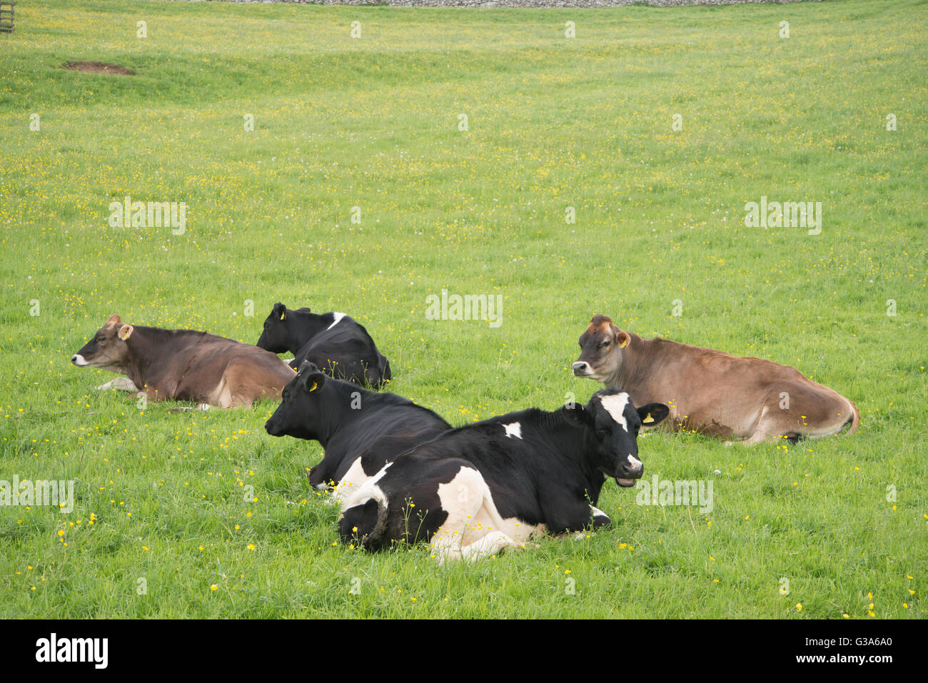 Group of black and white dairy cows in meadow field Stock Photo - Alamy