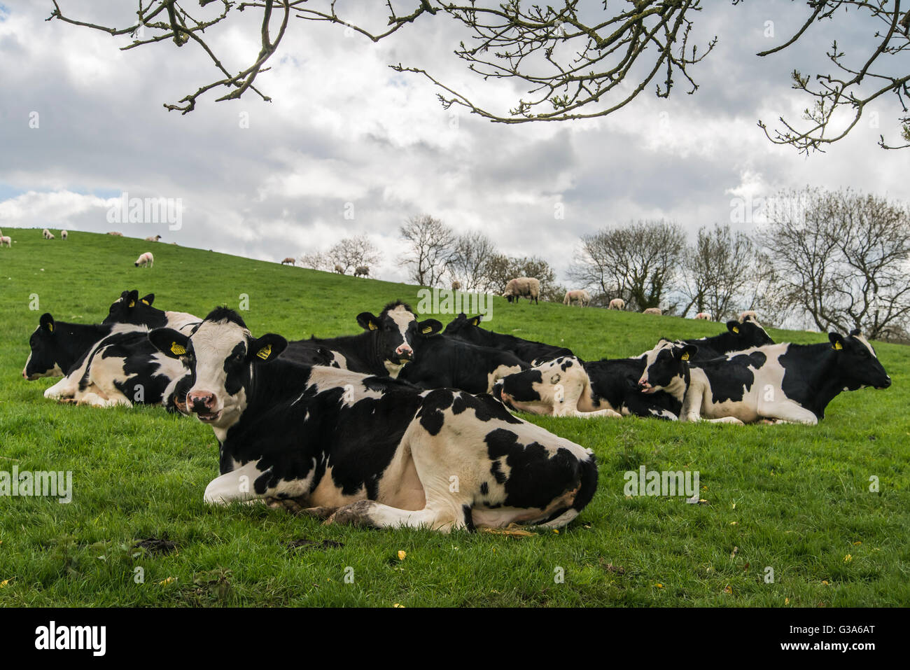 White cows in field yorkshire hi-res stock photography and images - Alamy