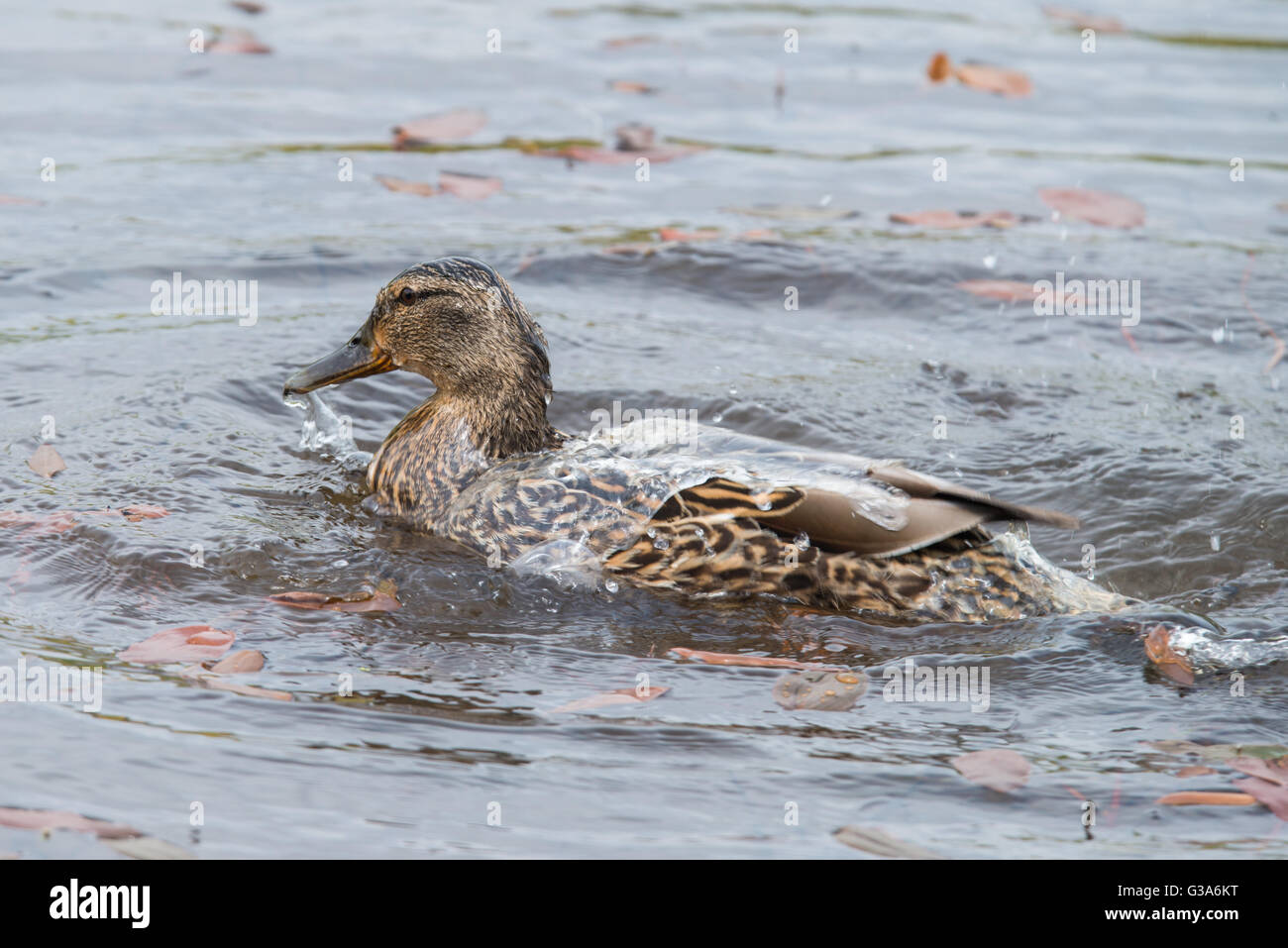 Mallard duck having a wash, water off a ducks back! Stock Photo