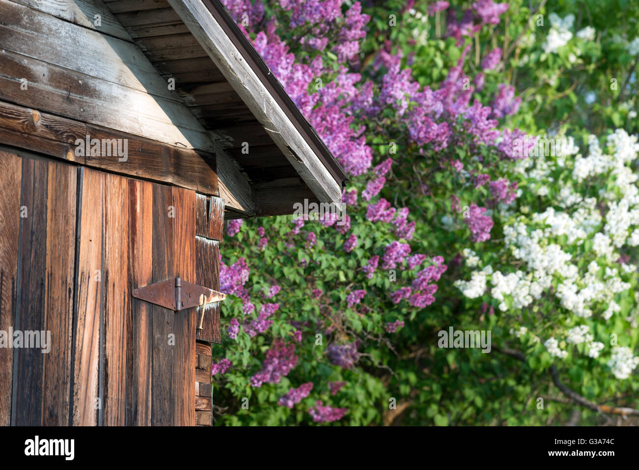 Lilacs in bloom next to an old shed in Joseph, Oregon. Stock Photo