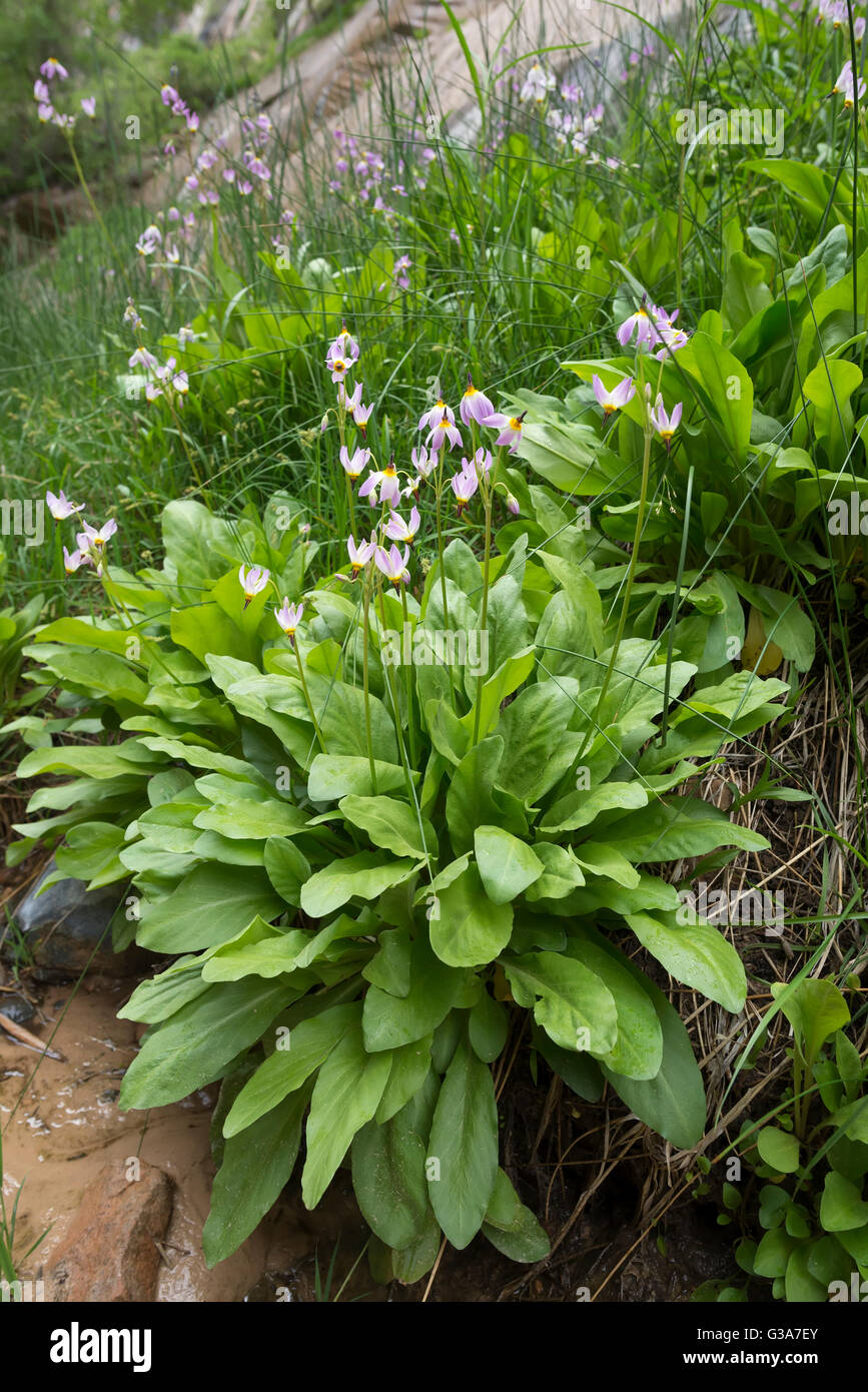 Zion shooting star in bloom, Zion National Park, Utah Stock Photo Alamy