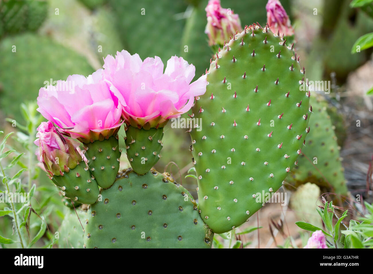 Prickly Pear Cactus Bloom High Resolution Stock Photography And Images Alamy