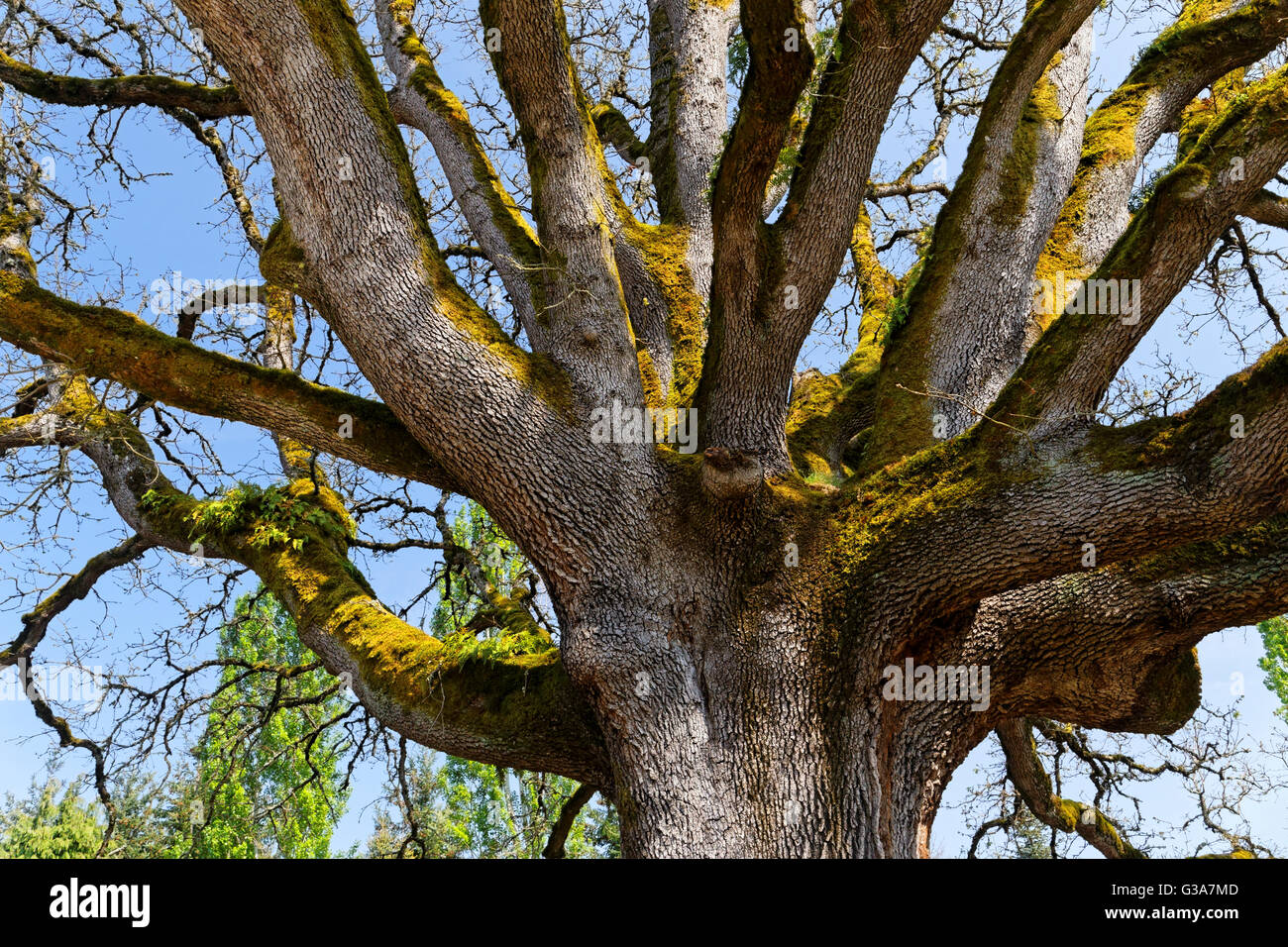 Oregon white oak tree hires stock photography and images Alamy