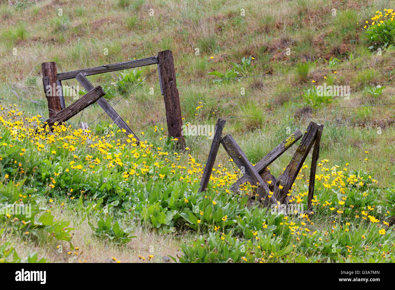 42,135.08792 Old weathered fence posts and yellow flowers Balsam Root on meadow hillside Stock Photo